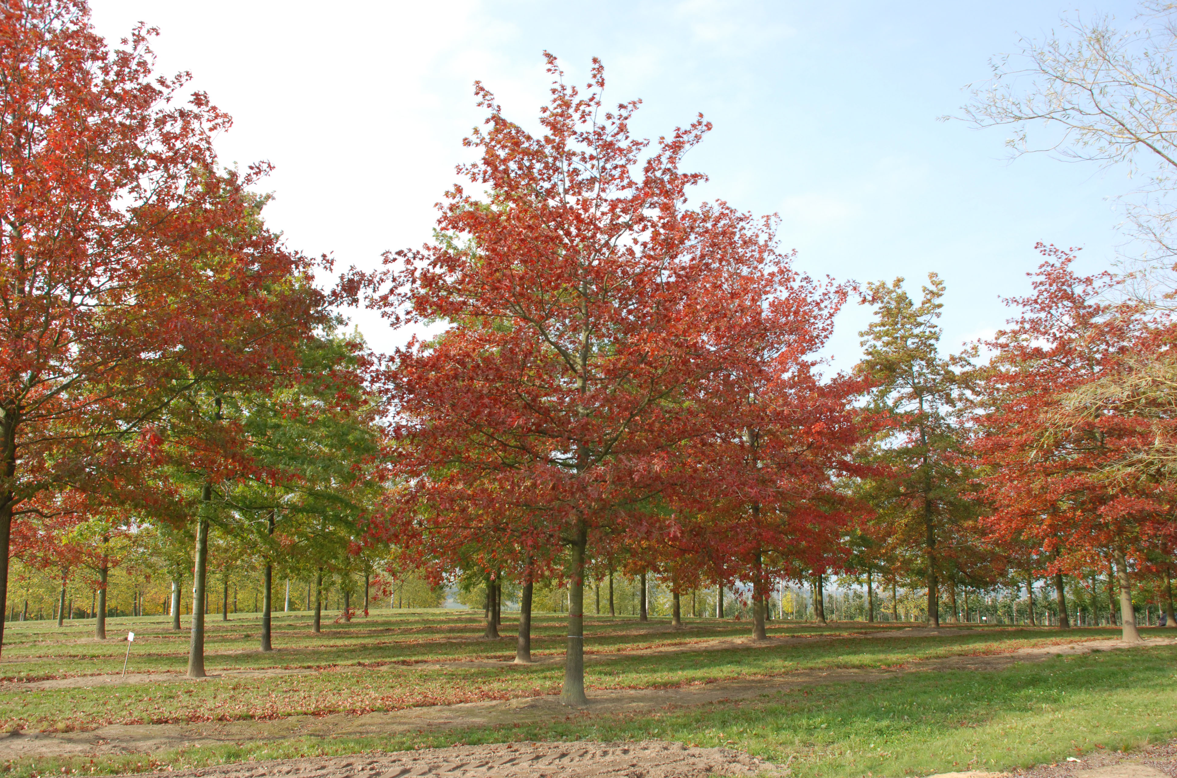 Großer Baum mit roter Herbstfärbung