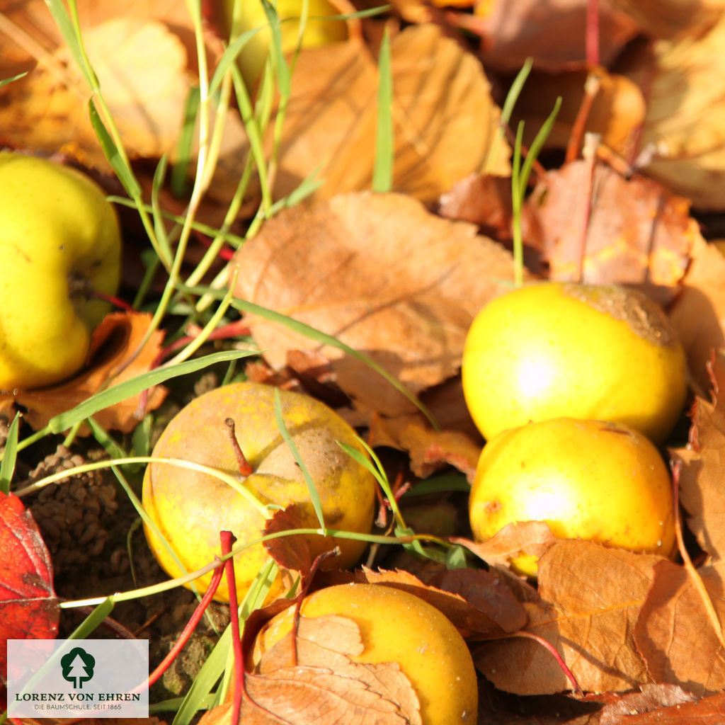 Malus 'Brandy Magic'