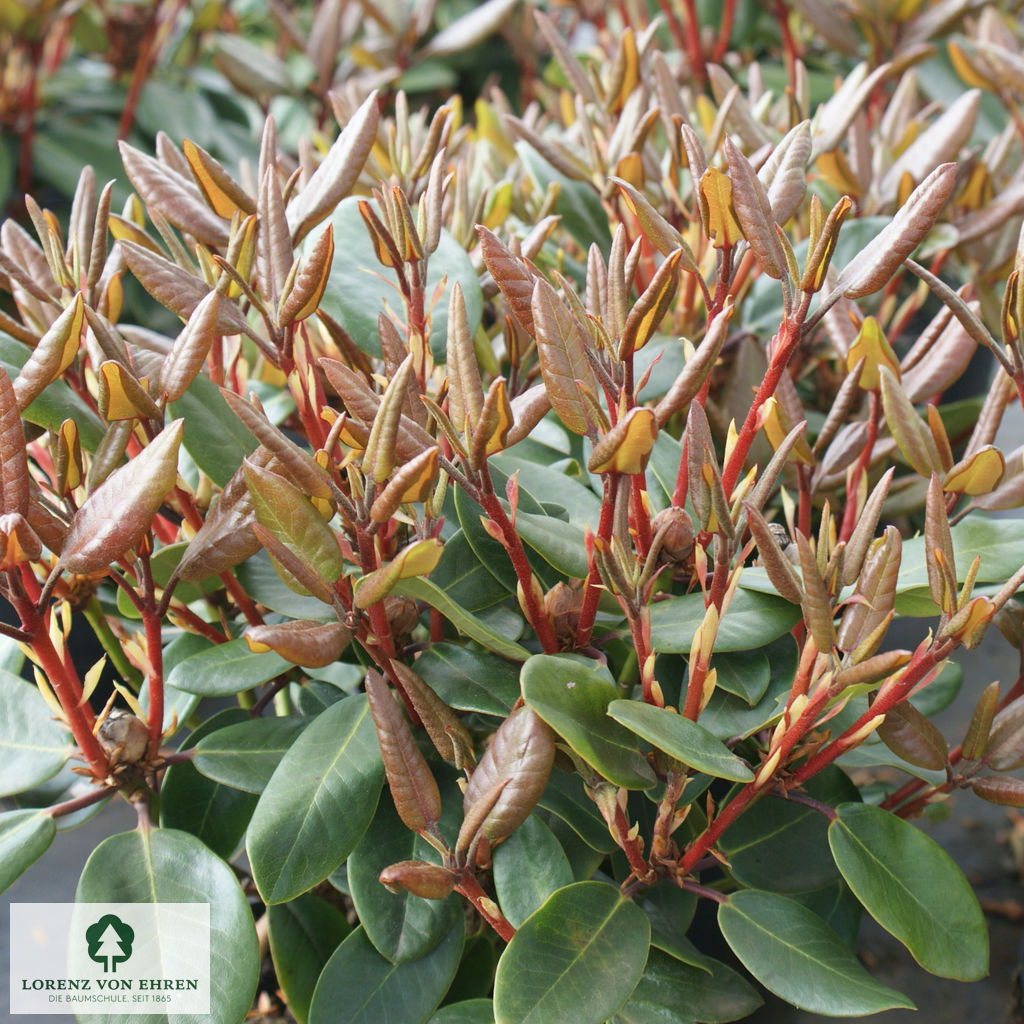 Rhododendron williamsianum 'Tromba'