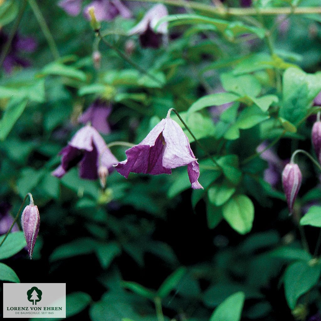 Clematis viticella