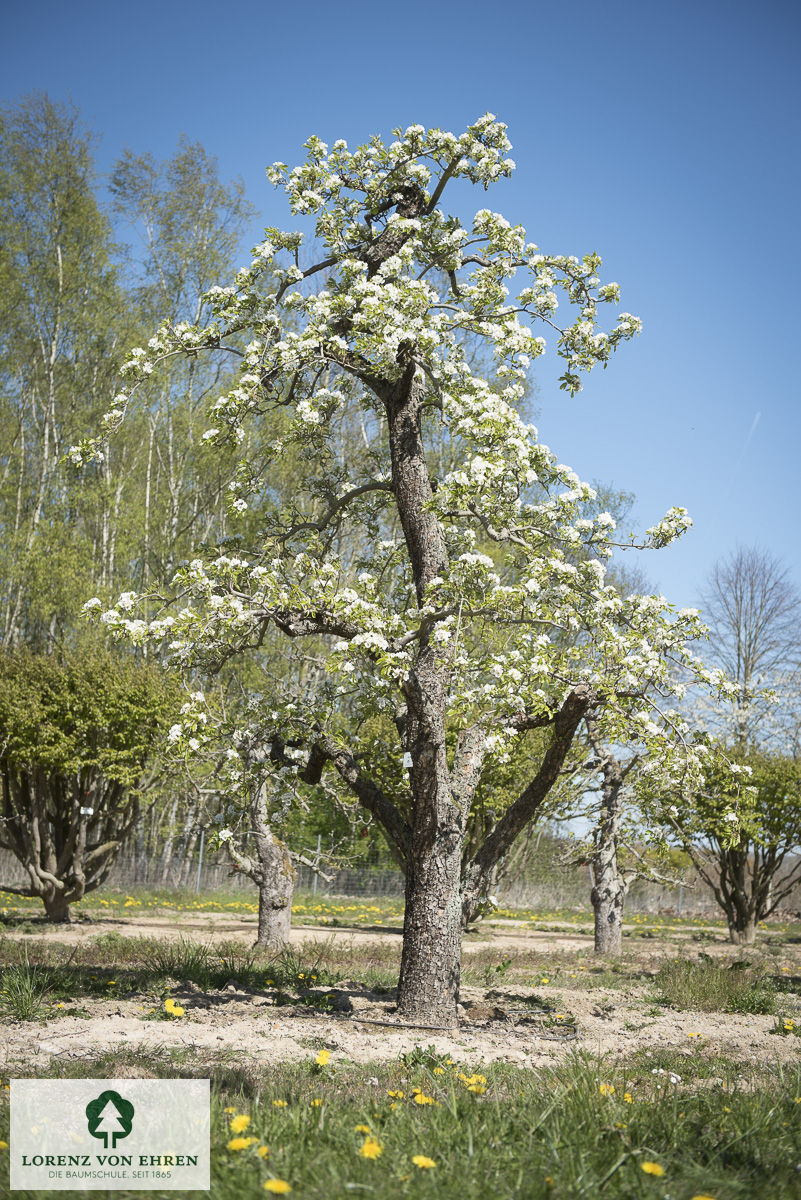 Pyrus communis 'Conference'