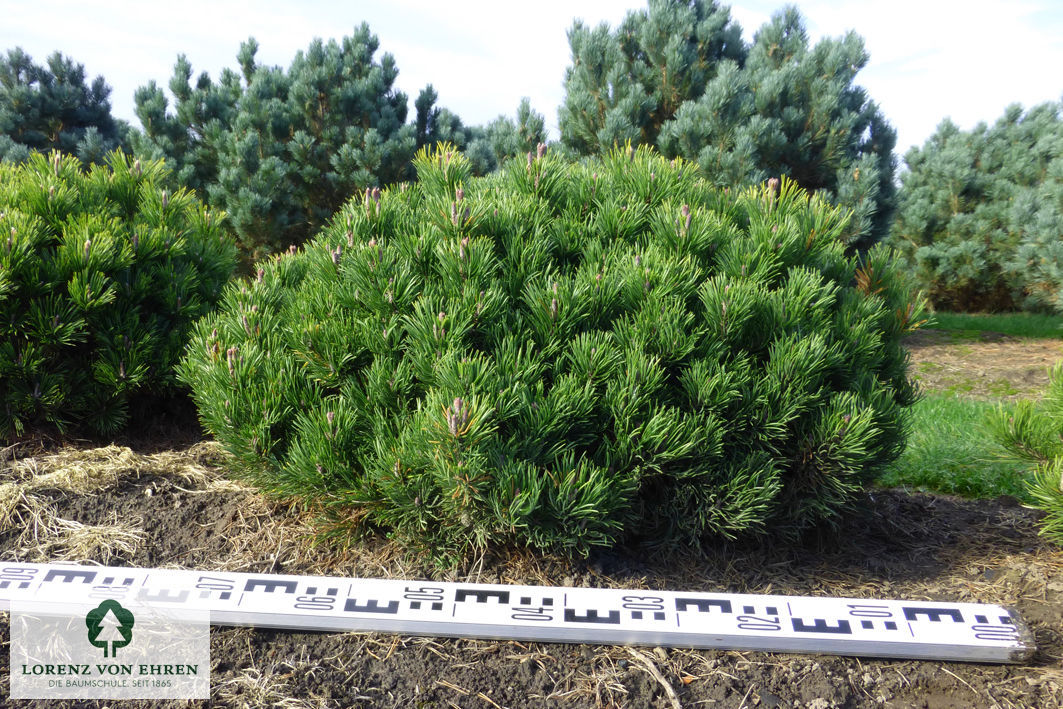 Pinus mugo pumilio