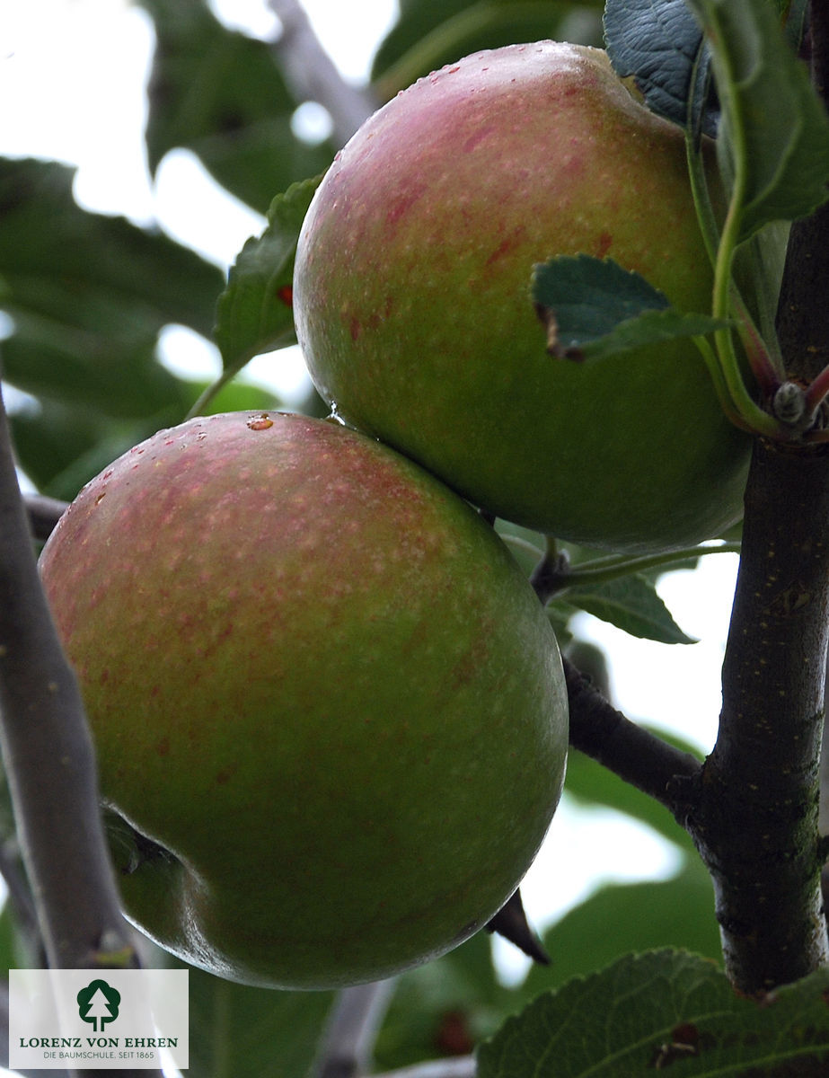 Malus domestica 'Cox Orange Renette'