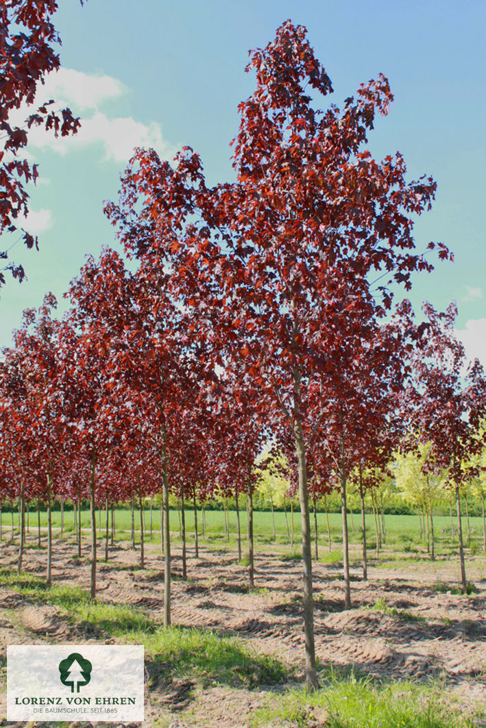 Acer platanoides 'Royal Red'