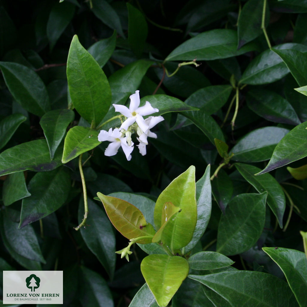 Trachelospermum asiaticum