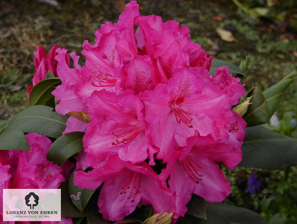 Rhododendron Hybride 'Walküre'