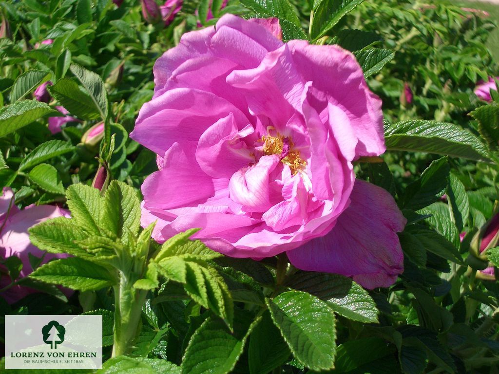 Rosa 'Pink Roadrunner'
