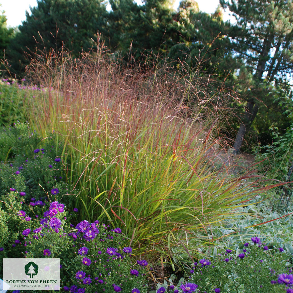 Panicum virgatum 'Rotstrahlbusch'