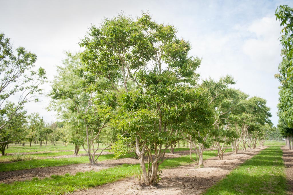 Heptacodium miconioides ist eine besondere Pflanze, die im Spätsommer und Frühherbst mit einer unvergleichlichen Blütenpracht erstrahlt. Die Blüten sind weiß bis cremefarben und duften herrlich. Der Duft ist schwer zu beschreiben, aber er ist einzigartig 