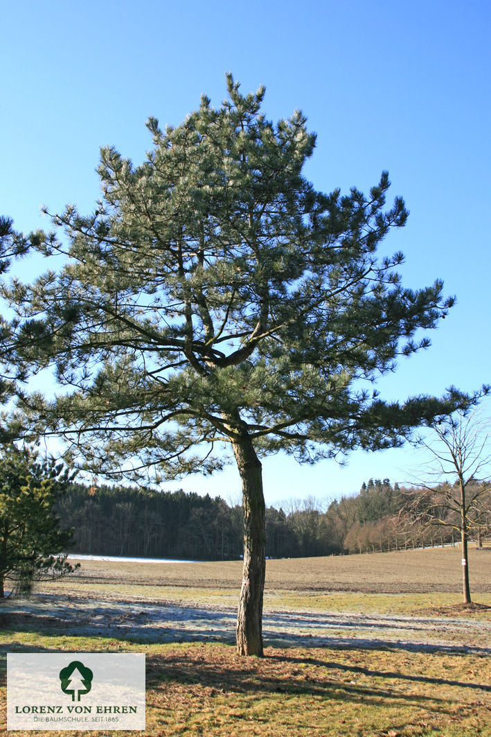 Pinus nigra austriaca