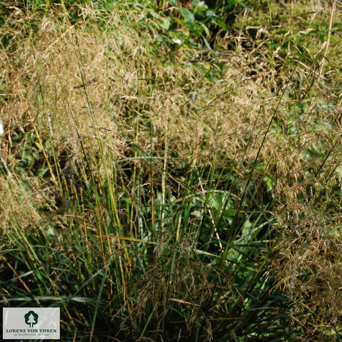 Deschampsia cespitosa 'Palava'