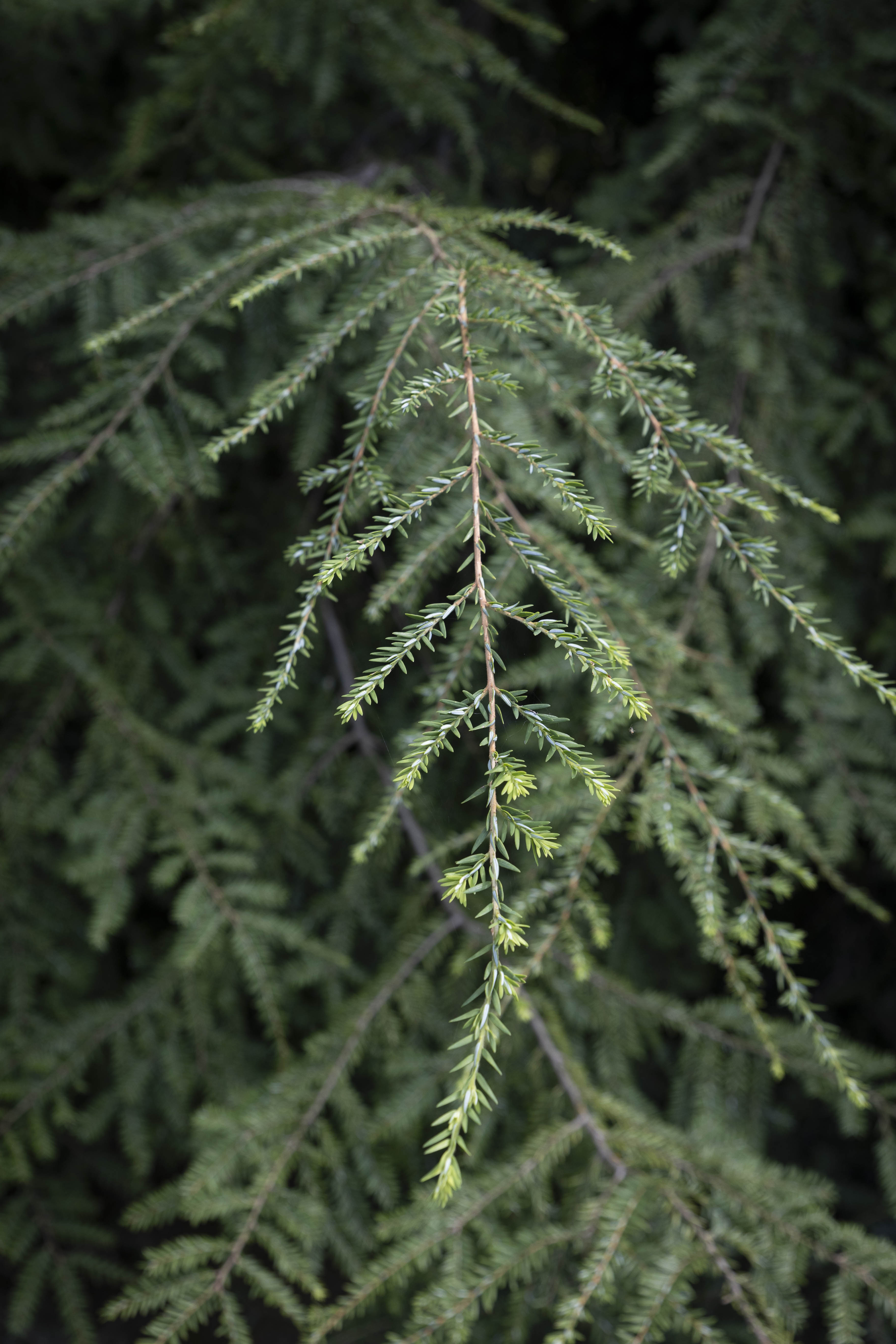 Tsuga canadensis Unikat