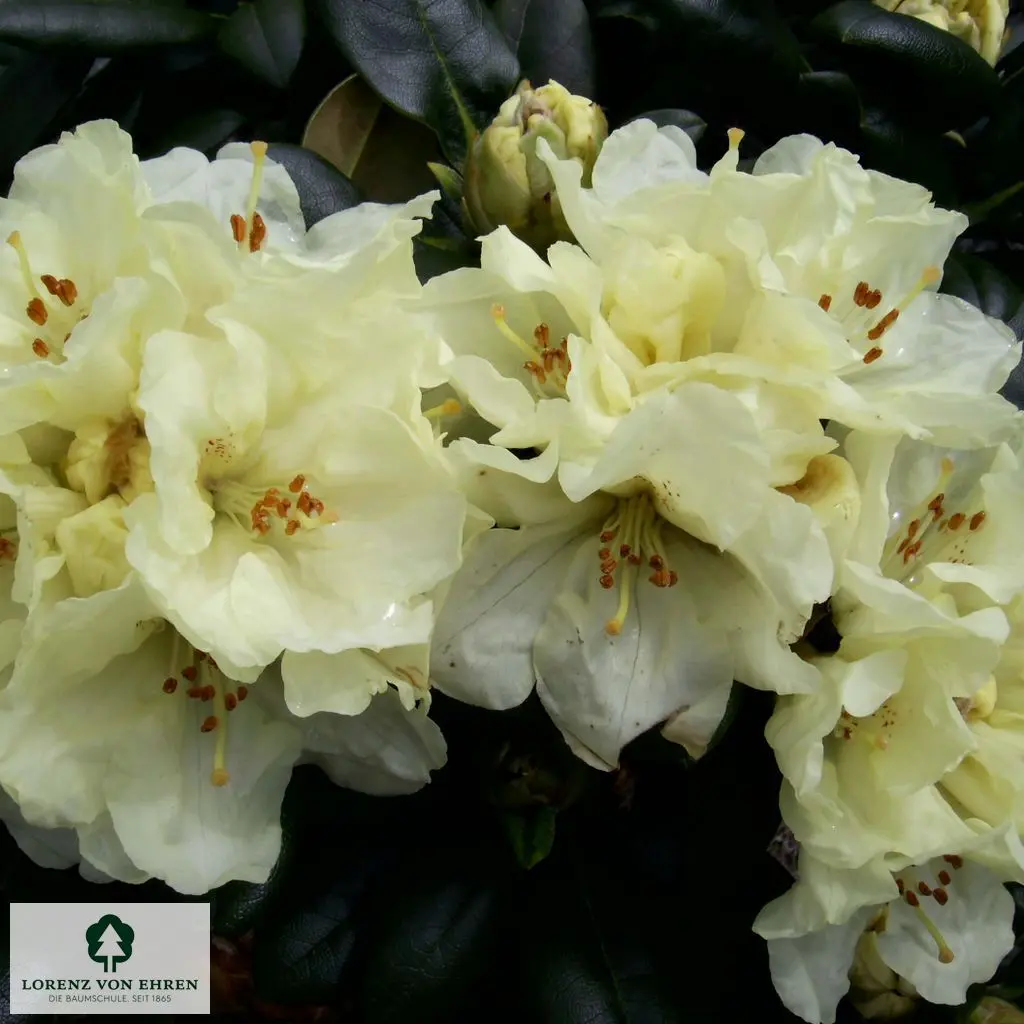 Rhododendron yakushimanum 'Lucinda'