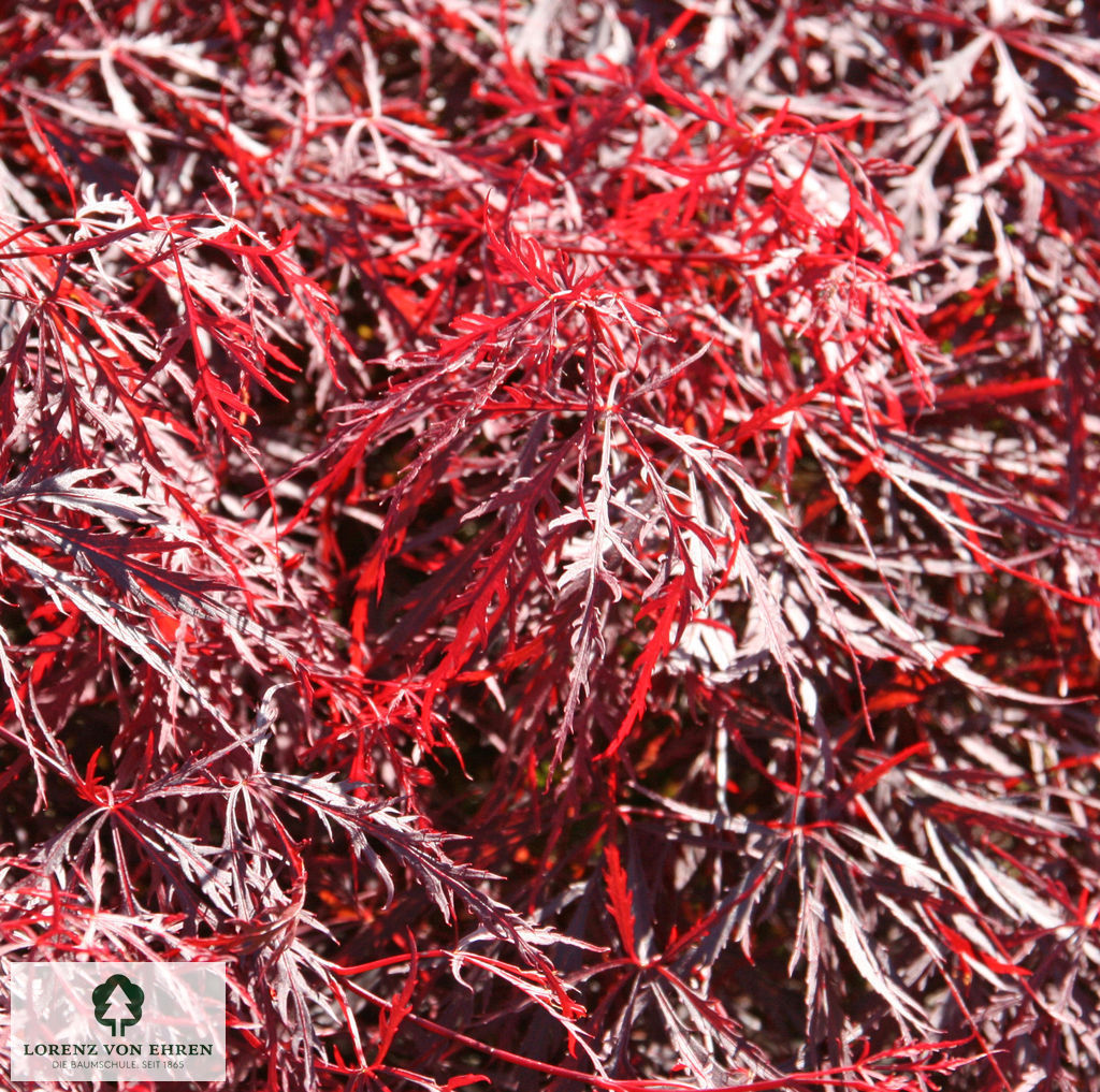 Acer palmatum 'Dissectum Garnet'