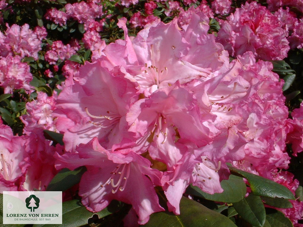 Rhododendron yakushimanum 'Blurettia'