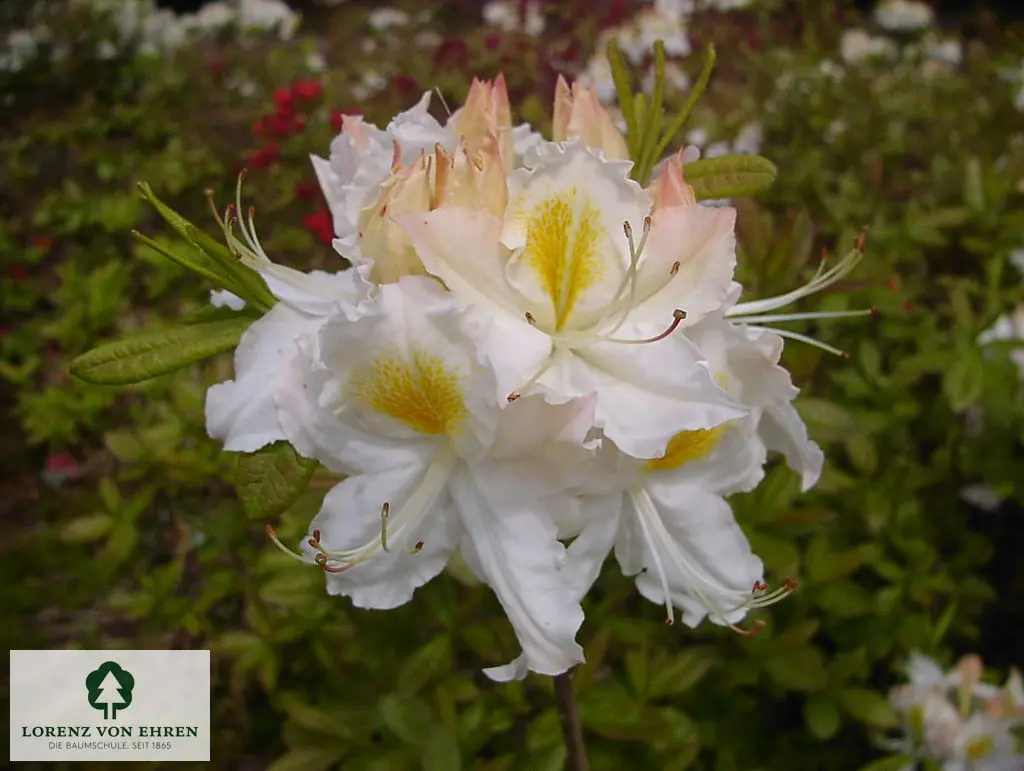 Rhododendron Azalea 'Schneegold'
