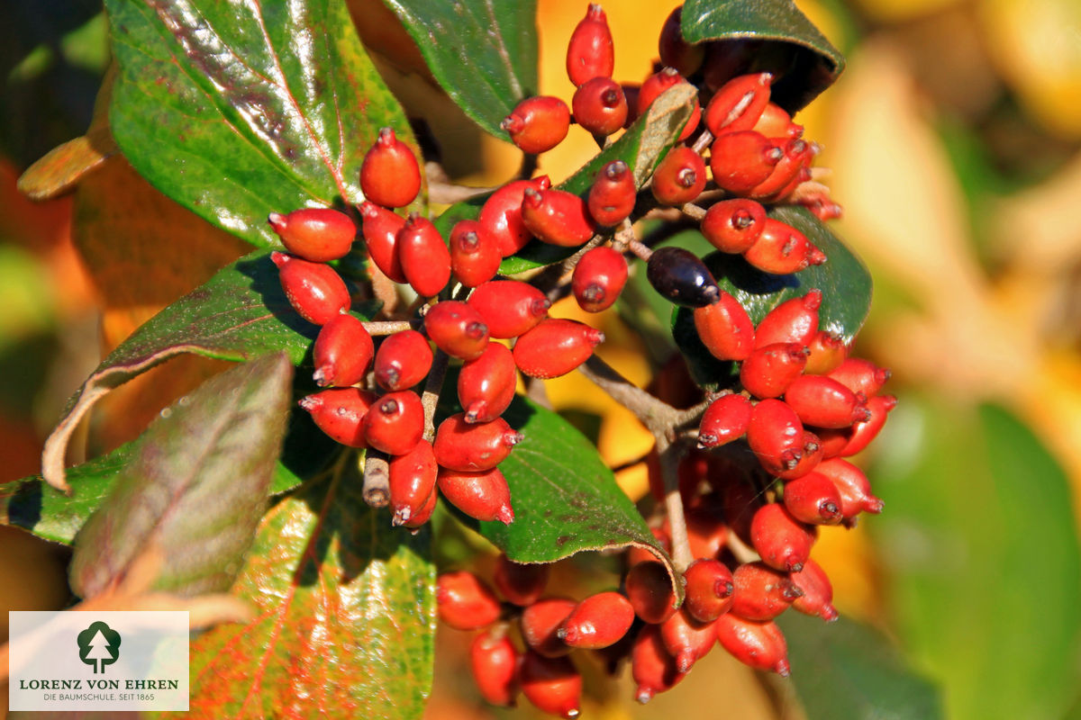 Viburnum burkwoodii