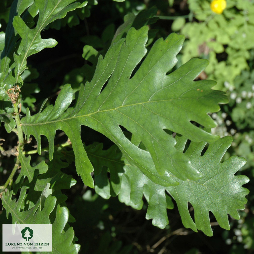 Quercus frainetto