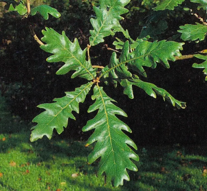Quercus frainetto Unikat