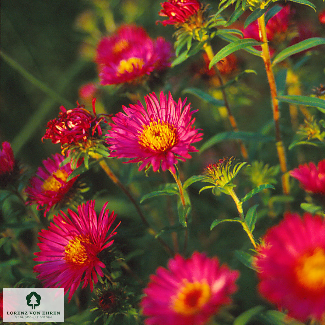 Aster novae-angliae 'Alma Pötschke'