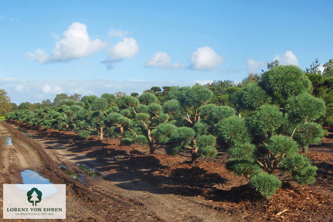 Pinus sylvestris 'Glauca'