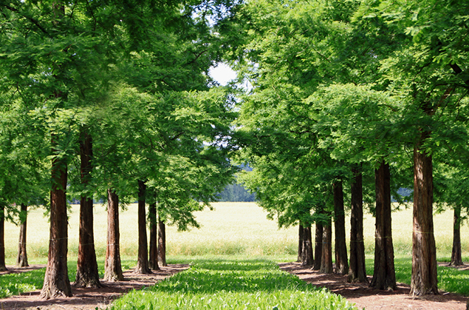 Große Bäume mit grünem Laub als Allee im Sommer
