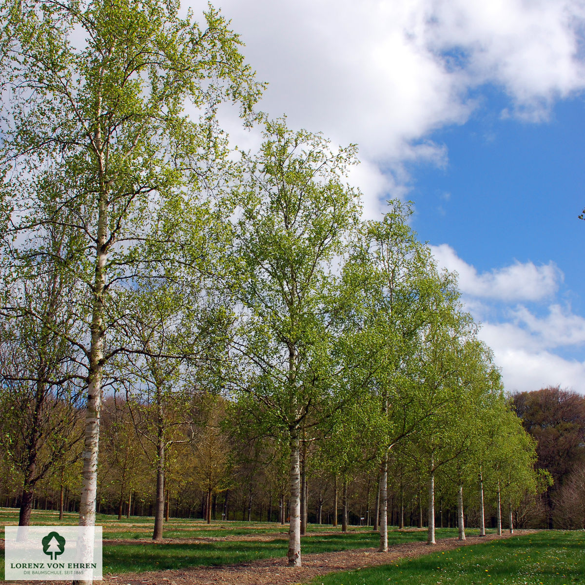 Betula ermanii