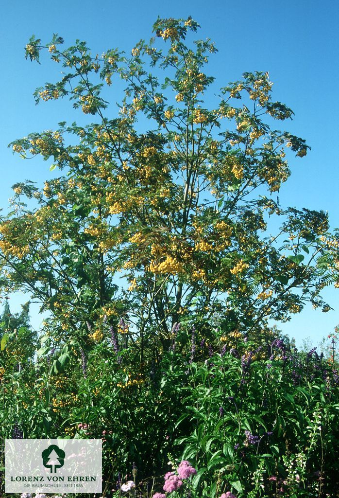 Sorbus 'Joseph Rock'