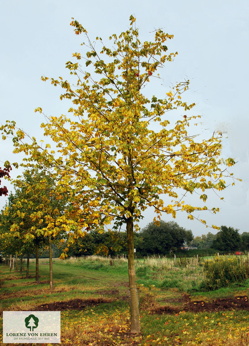 Acer cappadocicum 'Rubrum'