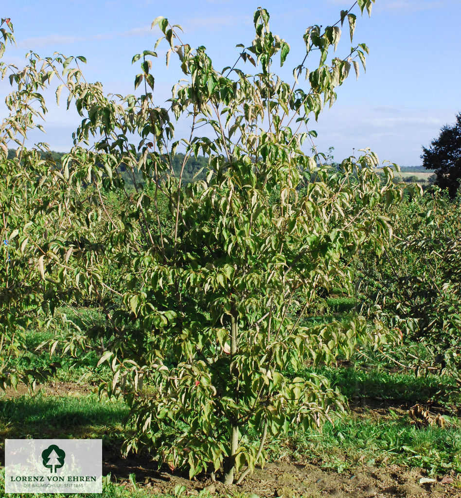 Cornus kousa 'Venus'