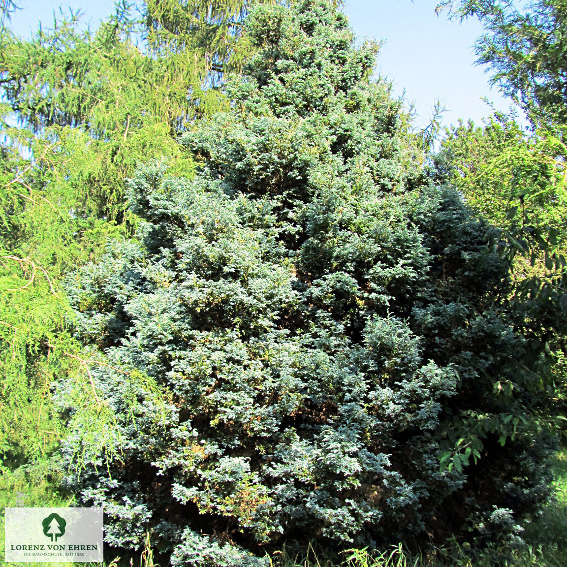 Chamaecyparis pisifera 'Boulevard'