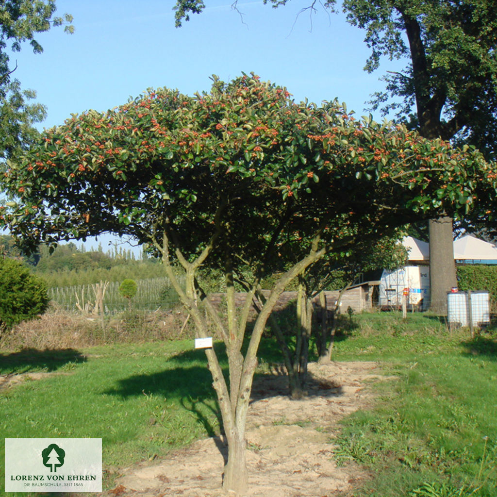 Crataegus prunifolia