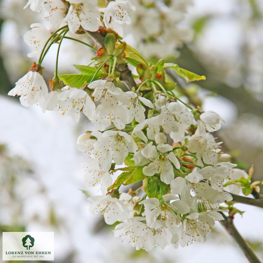 Prunus avium 'Große Schwarze Knorpelkirsche'