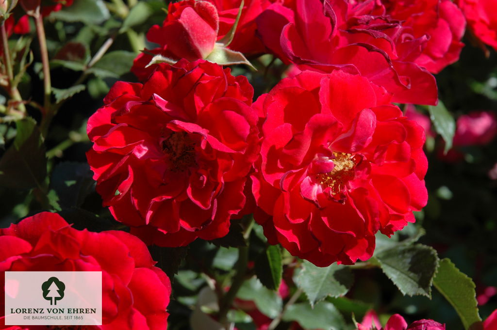 Rosa 'Heidefeuer'