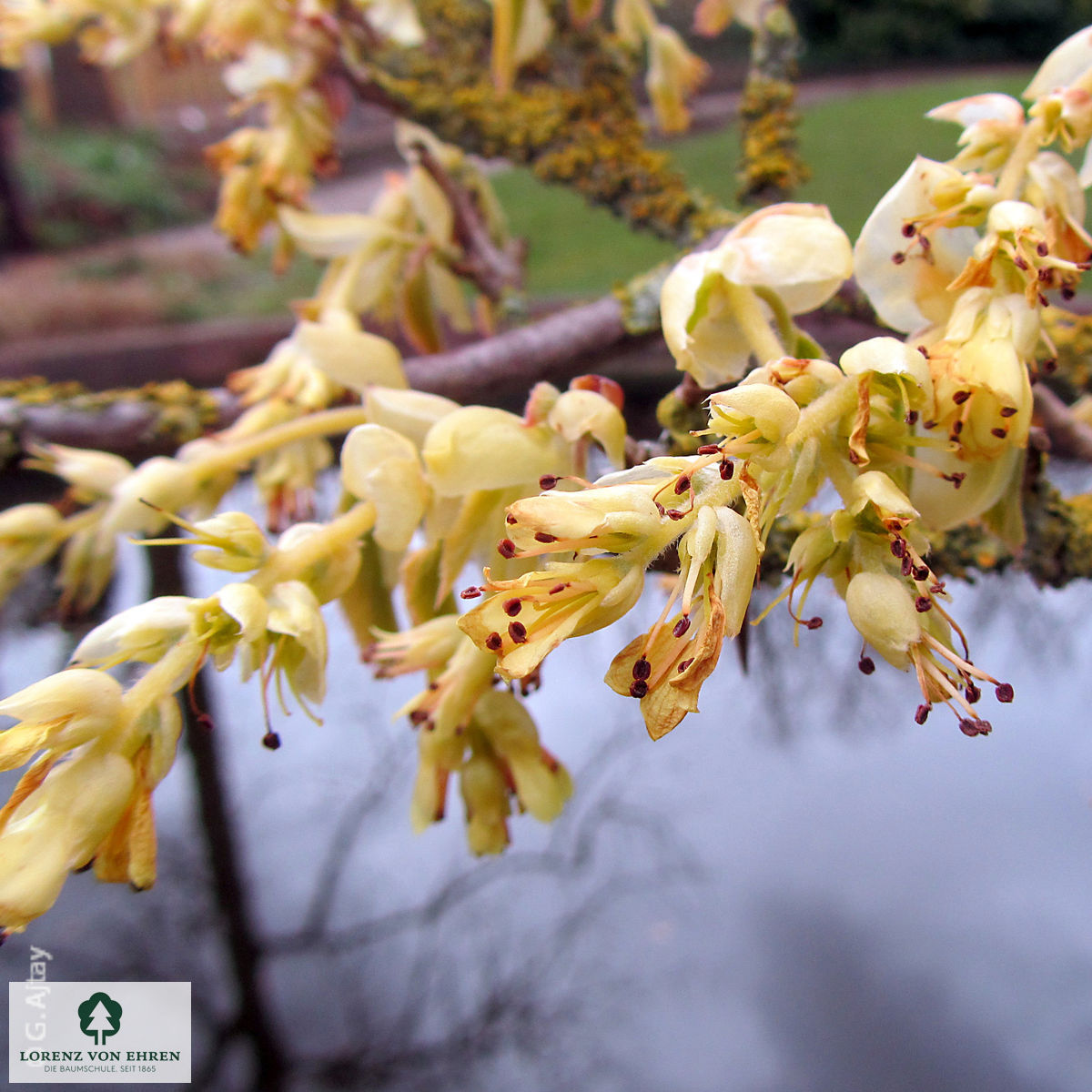 Corylopsis spicata