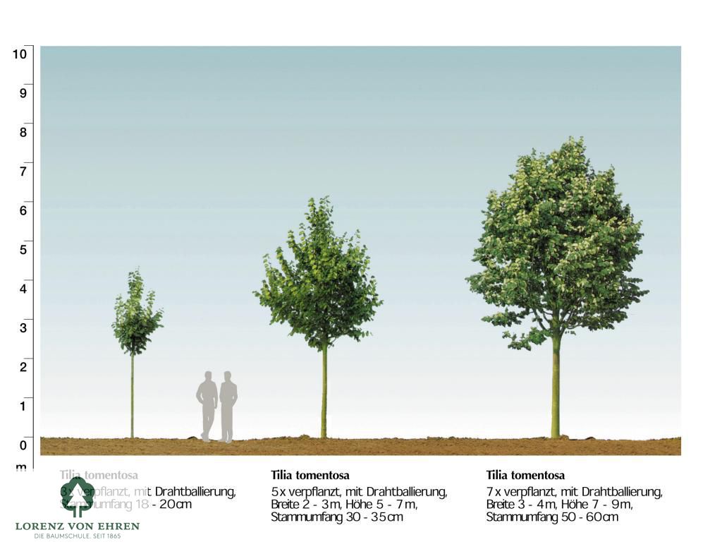 Tilia tomentosa