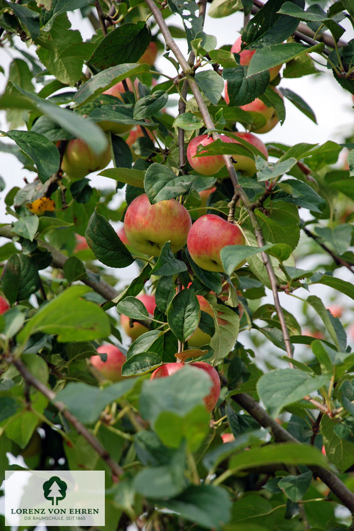 Malus domestica 'Jakob Fischer'