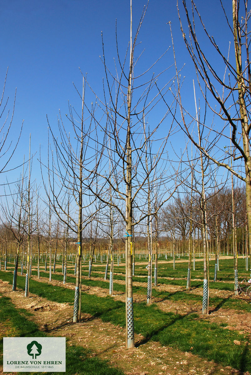 Malus domestica 'Roter Boskoop'