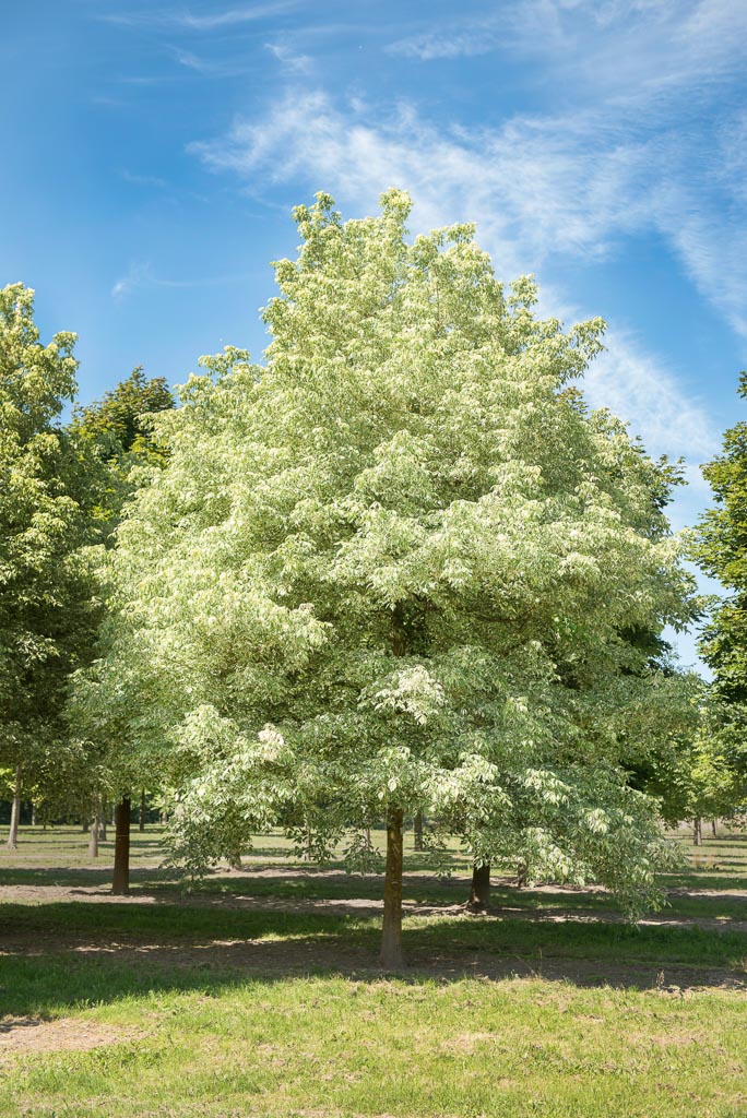 Acer negundo 'Variegatum' Unikat