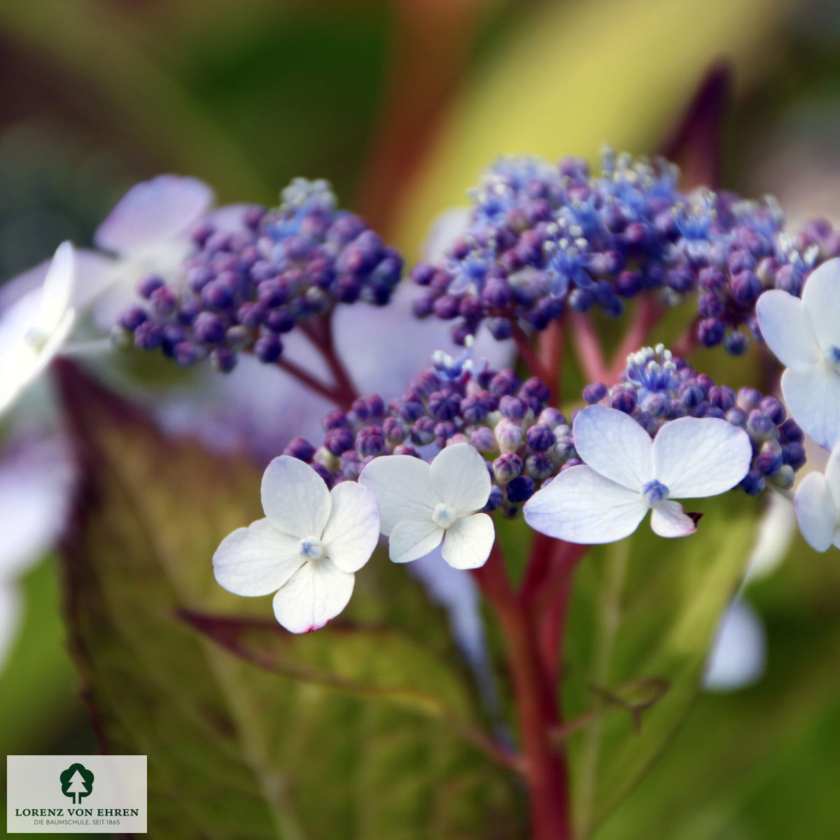 Hydrangea serrata 'Bluebird'