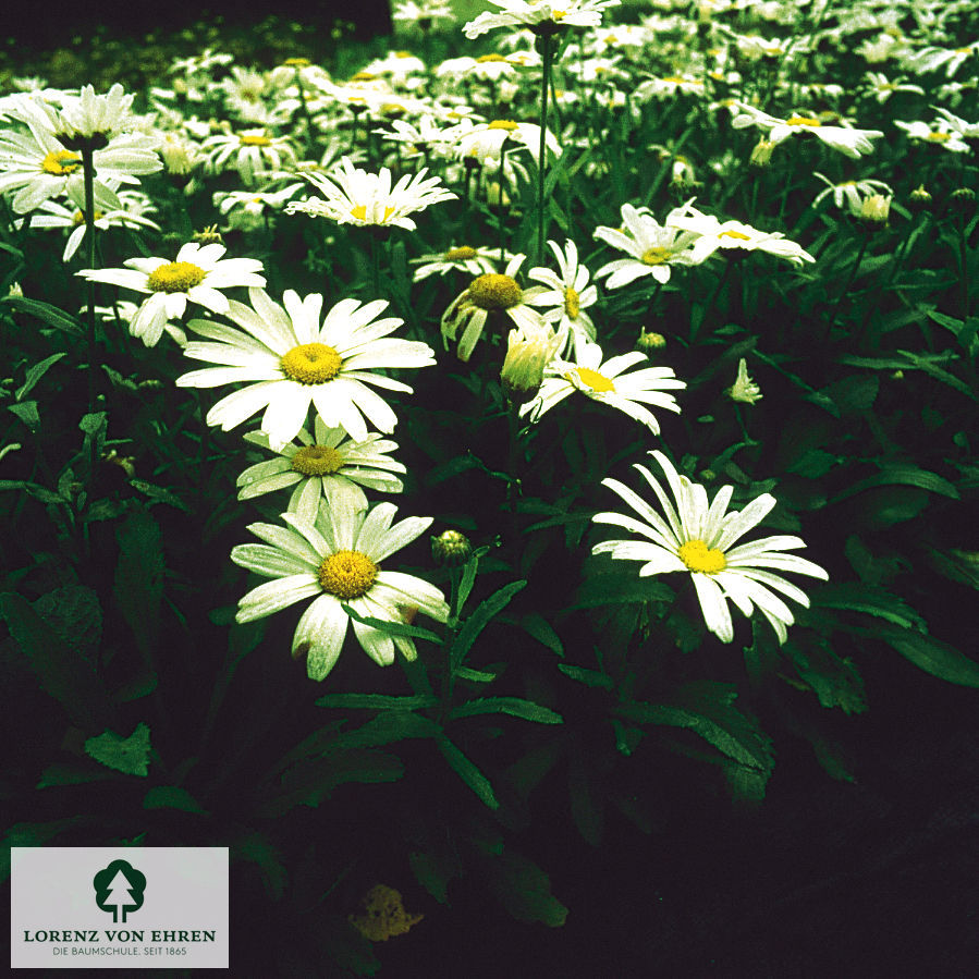 Leucanthemum superbum 'Dwarf Snow Lady'