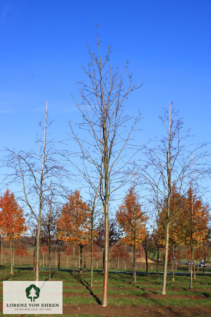 Sorbus aucuparia 'Sheerwater Seedling'