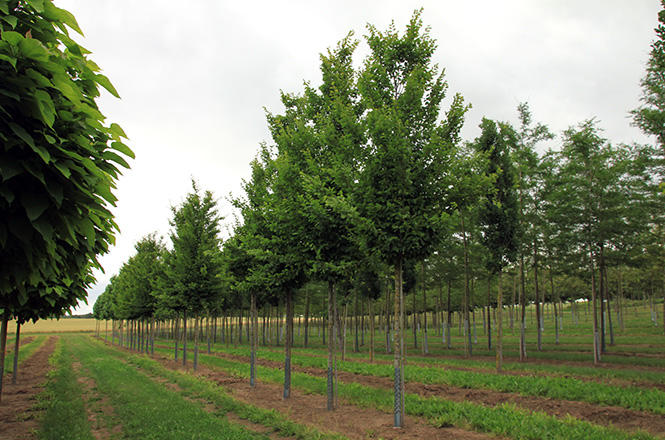Carpinus betulus Frans Fontaine
