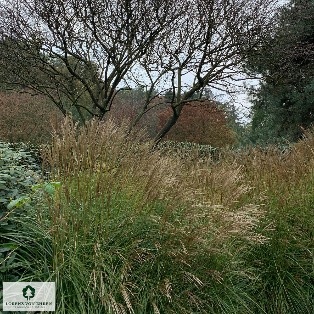 Miscanthus sinensis 'Kaskade'