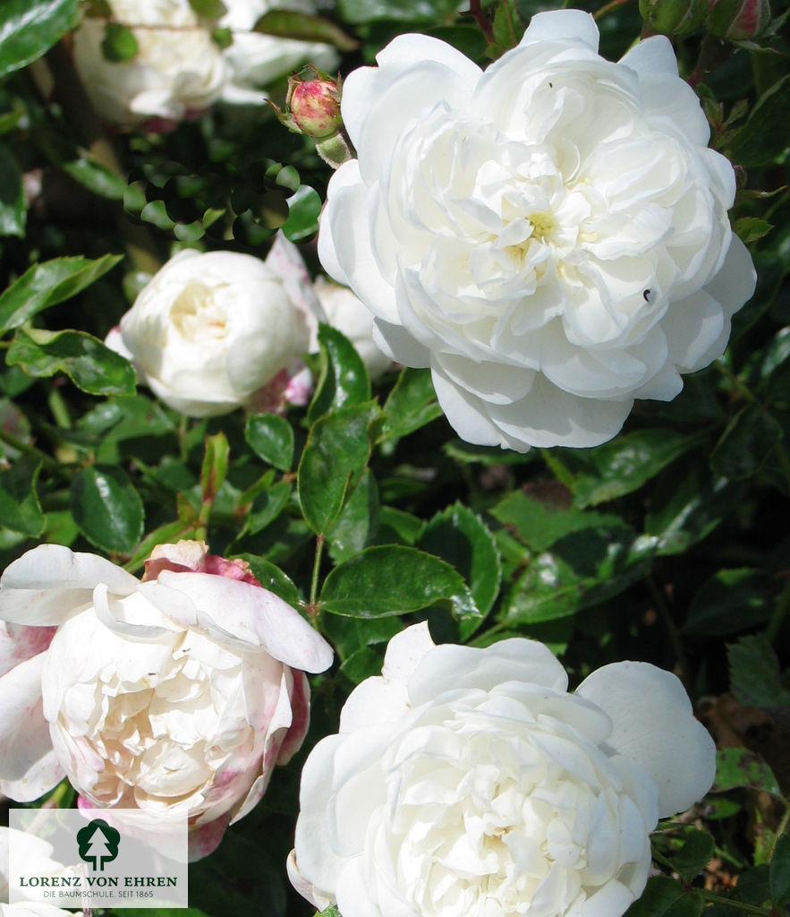 Rosa 'Kent'