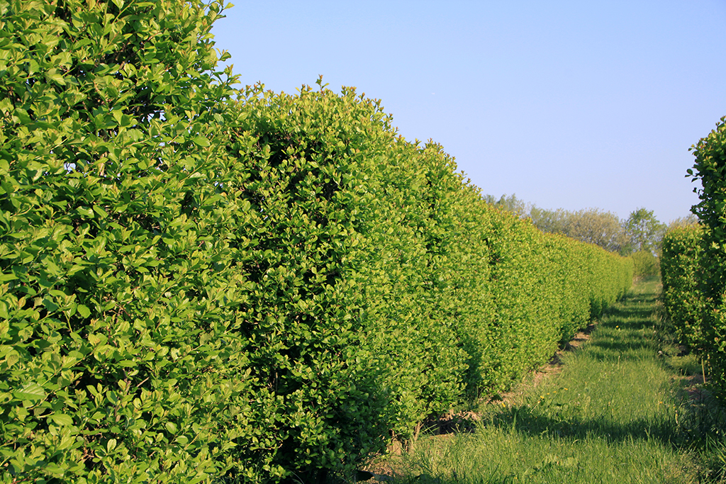 Crataegus prunifolia Hecken Dichte grüne Weißdornhecken