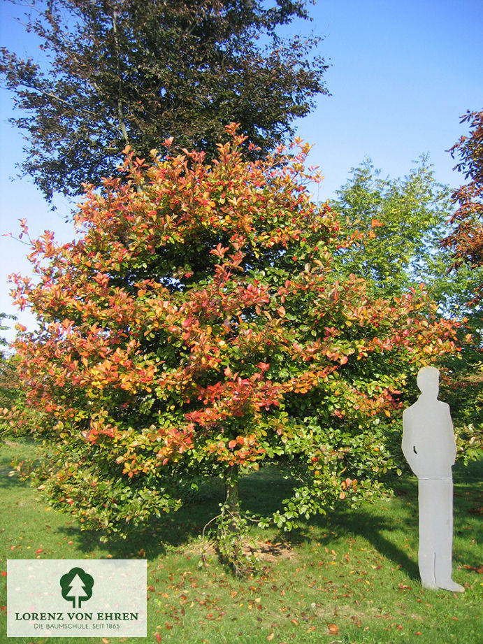 Crataegus crus-galli