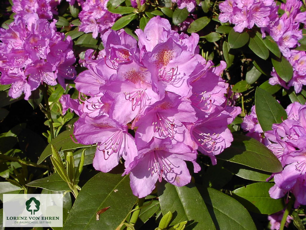 Rhododendron Hybride 'Catawbiense Grandiflorum'