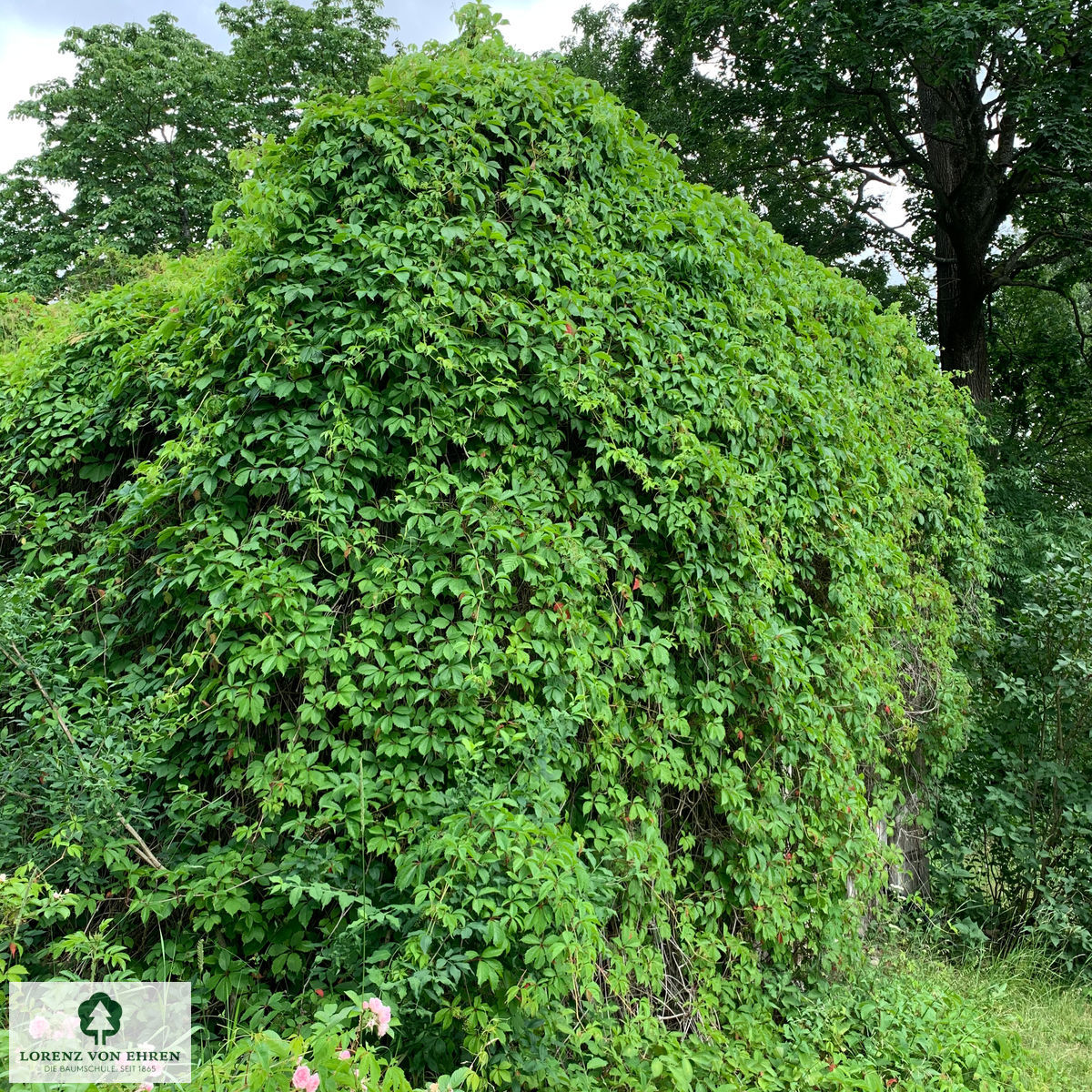 Parthenocissus quinquefolia