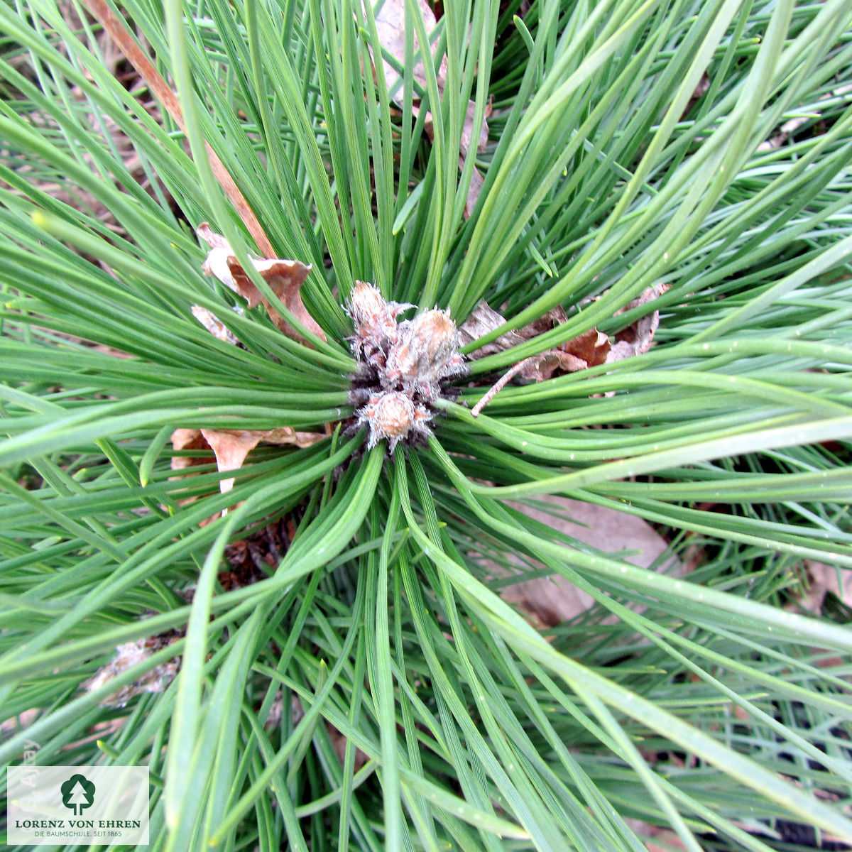 Pinus nigra 'Nana'